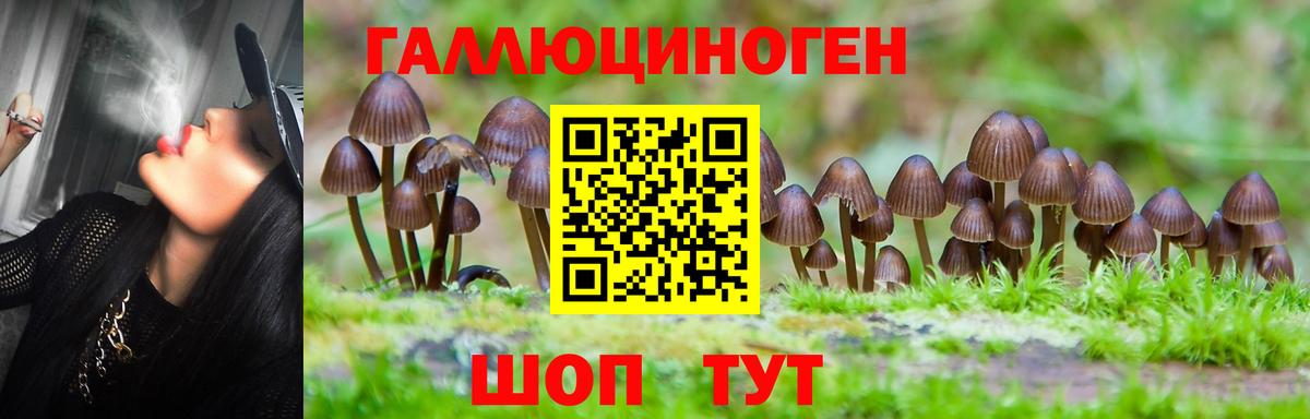 Псилоцибиновые грибы Psilocybe Канск